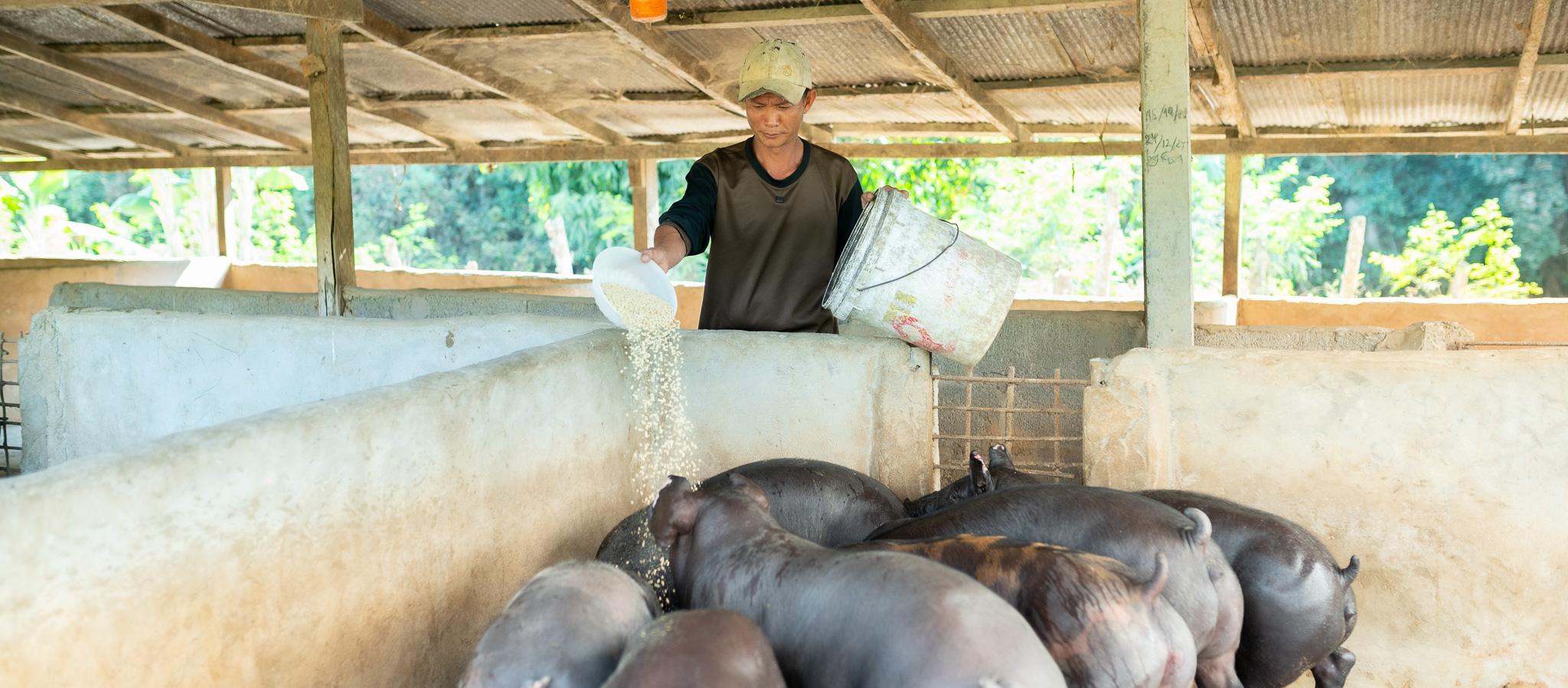 Beyond the Baseline: How Community-Driven Agriculture is Transforming Livelihoods in Uplands Lao PDR